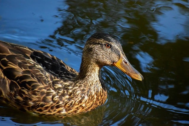 Bliv krydsordsmester: Gode strategier for begyndere